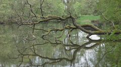 Wasserbaum 3