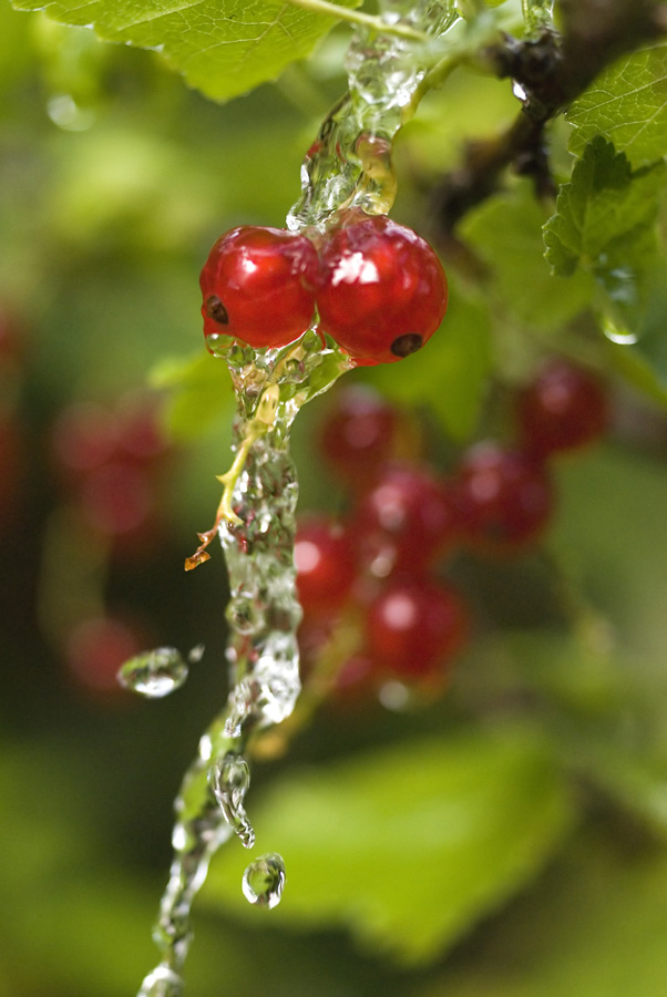 Wasserbeeren