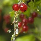 Wasserbeeren