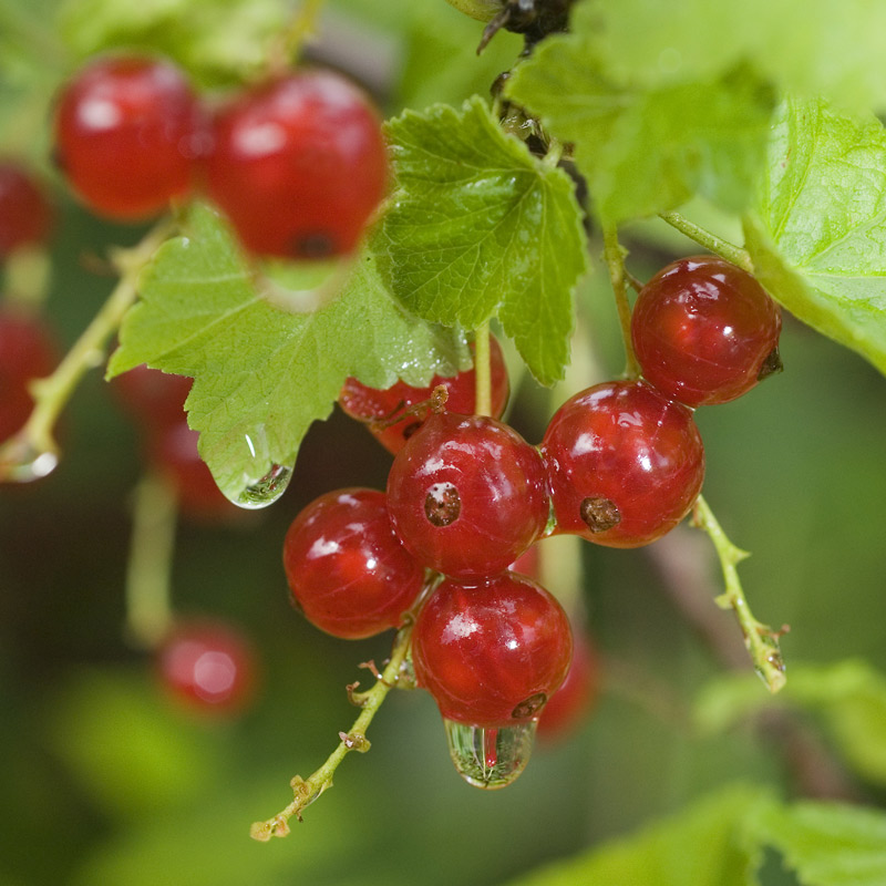 Wasserbeeren II