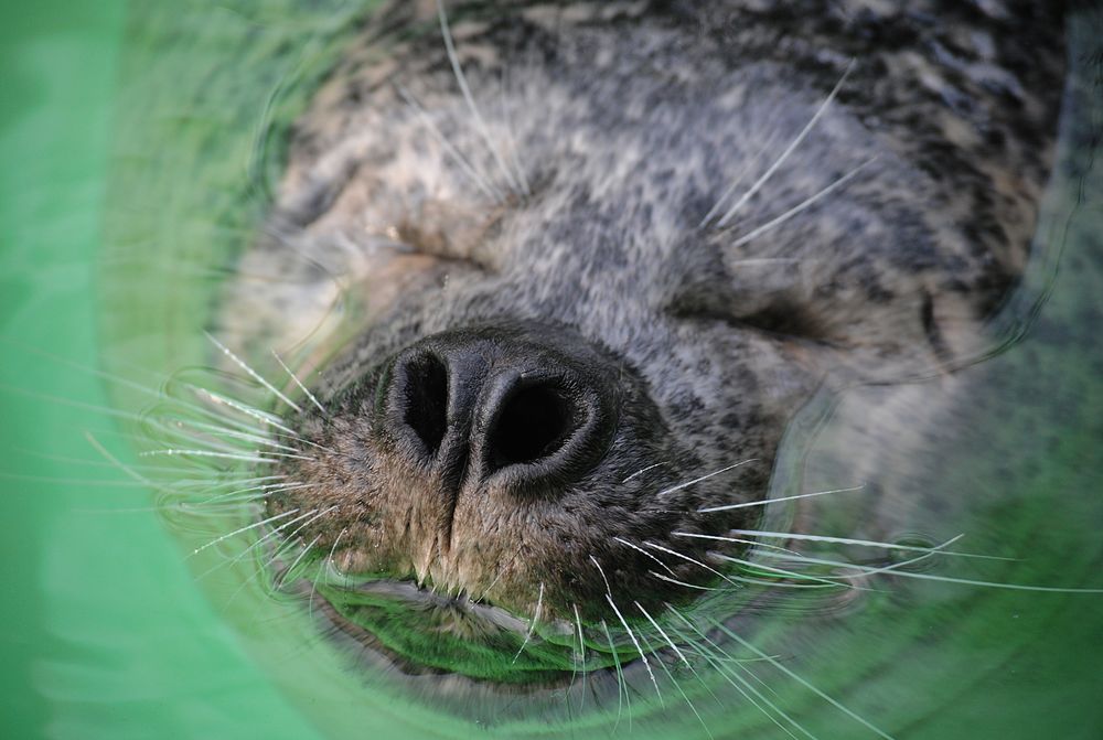 Wasserbett