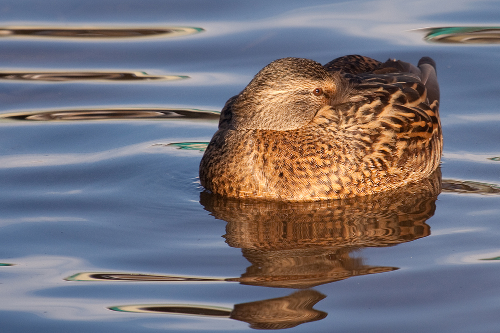 WasserBett...