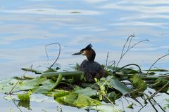 Wasserbett