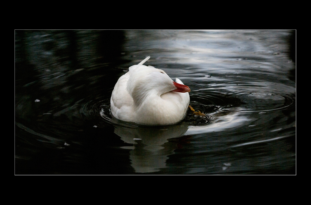 Wasserbett