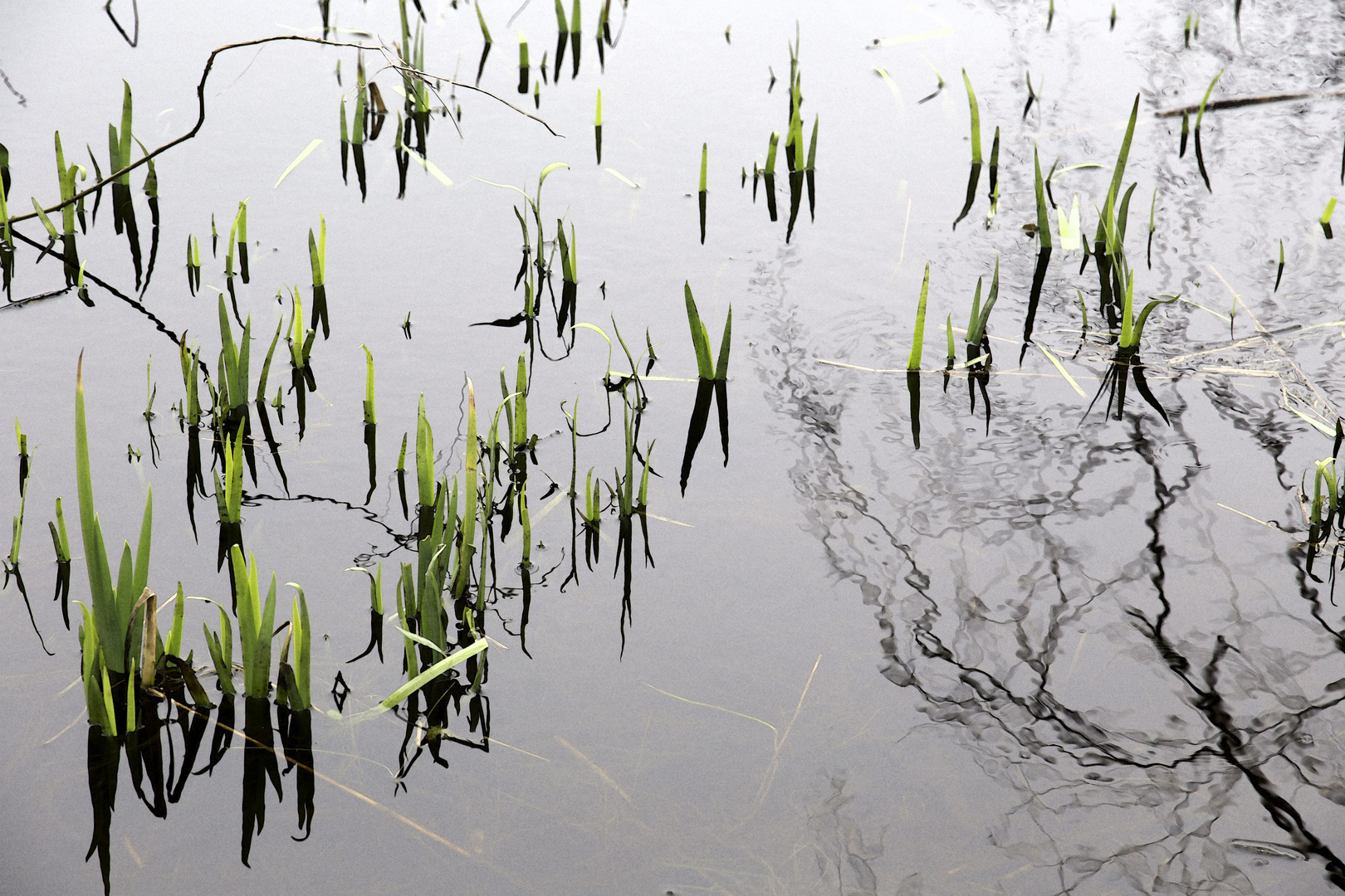 Wasserbild mit Pflanzen