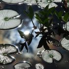 Wasserbild ohne Seerose