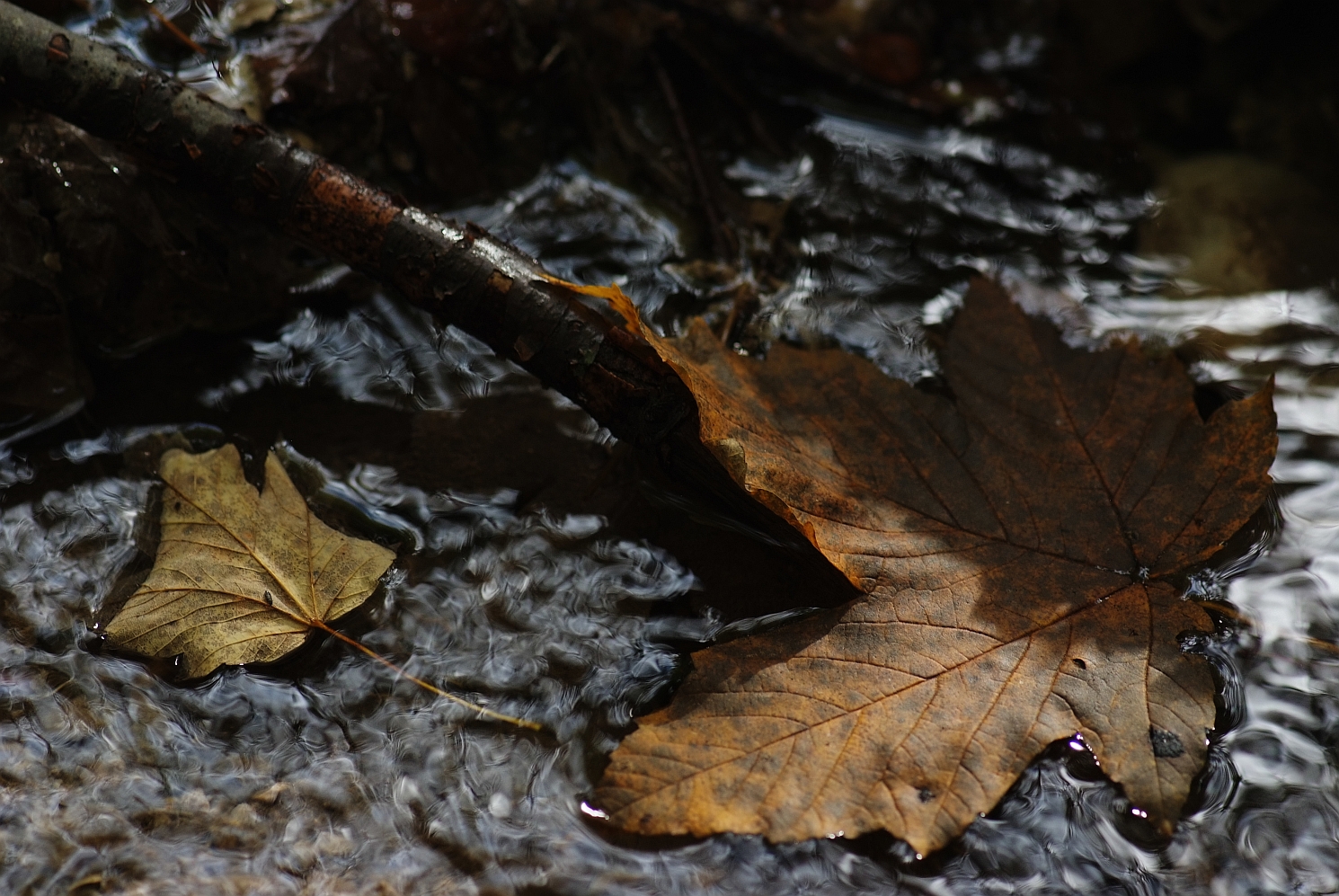 Wasserblatt