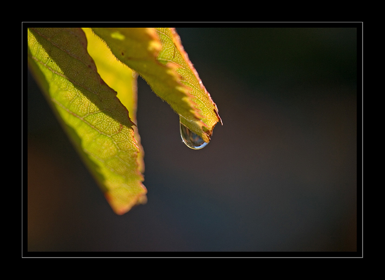 Wasserblatt