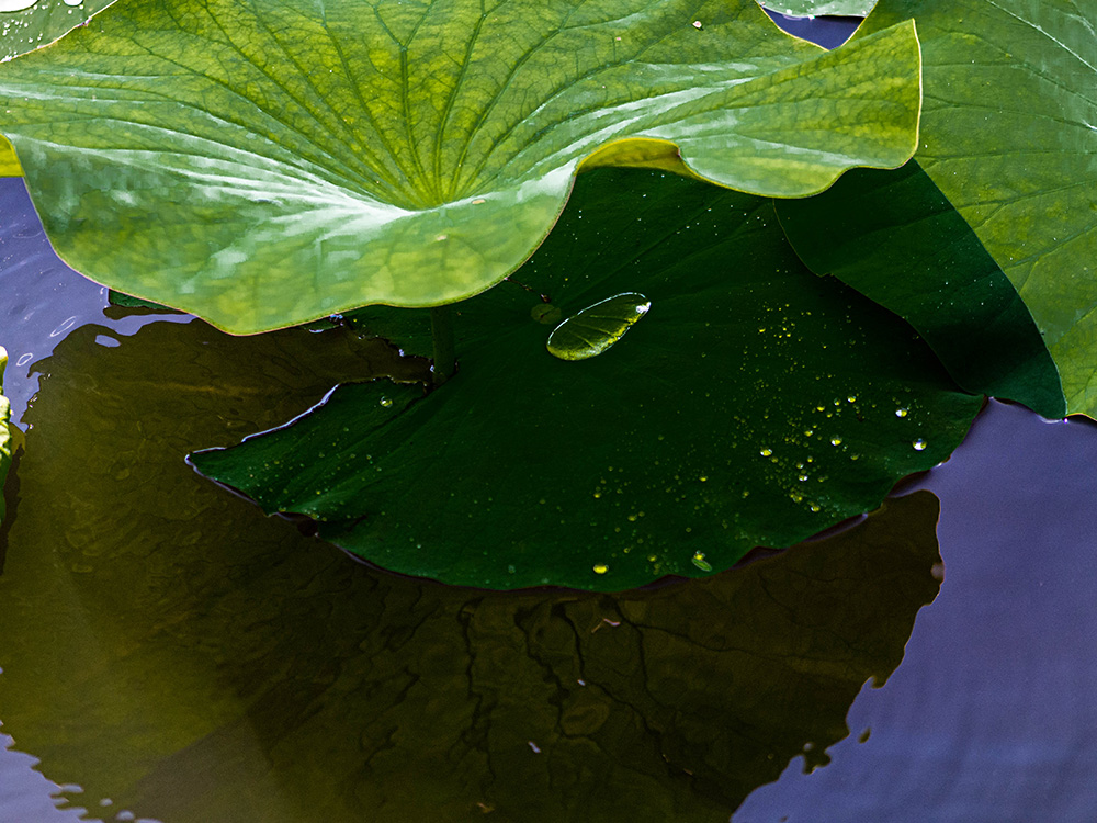 Wasserblatt