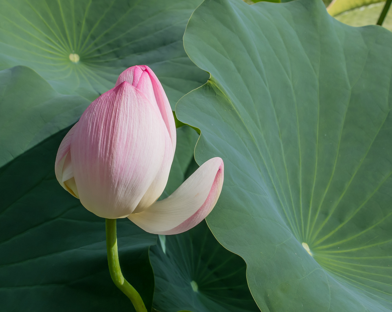 WASSERBLÜMCHEN