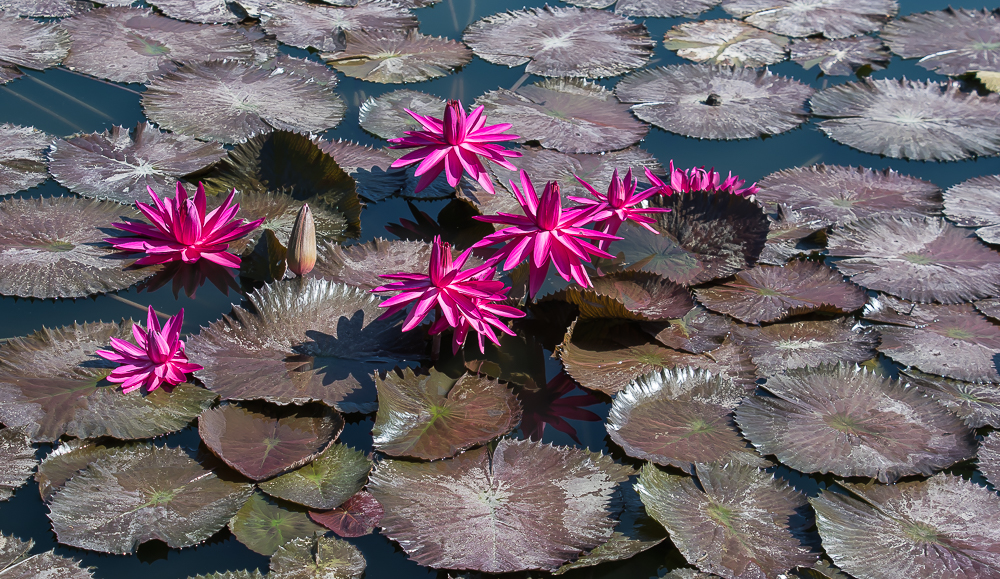 WASSERBLÜMCHEN