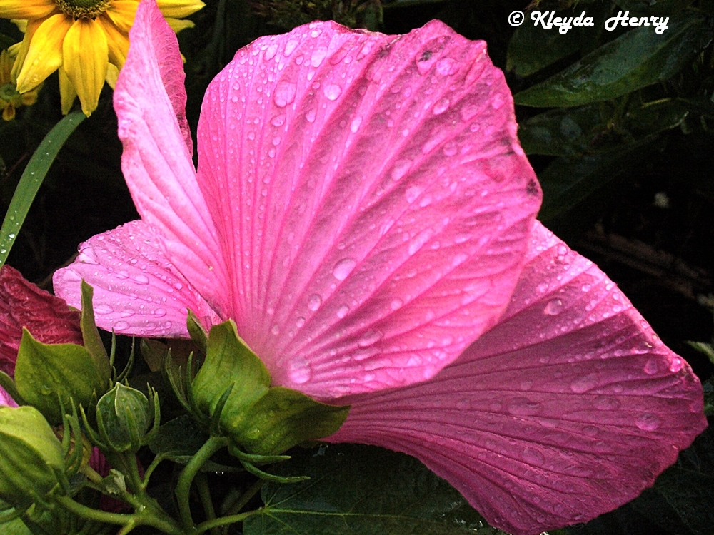 Wasserblüte