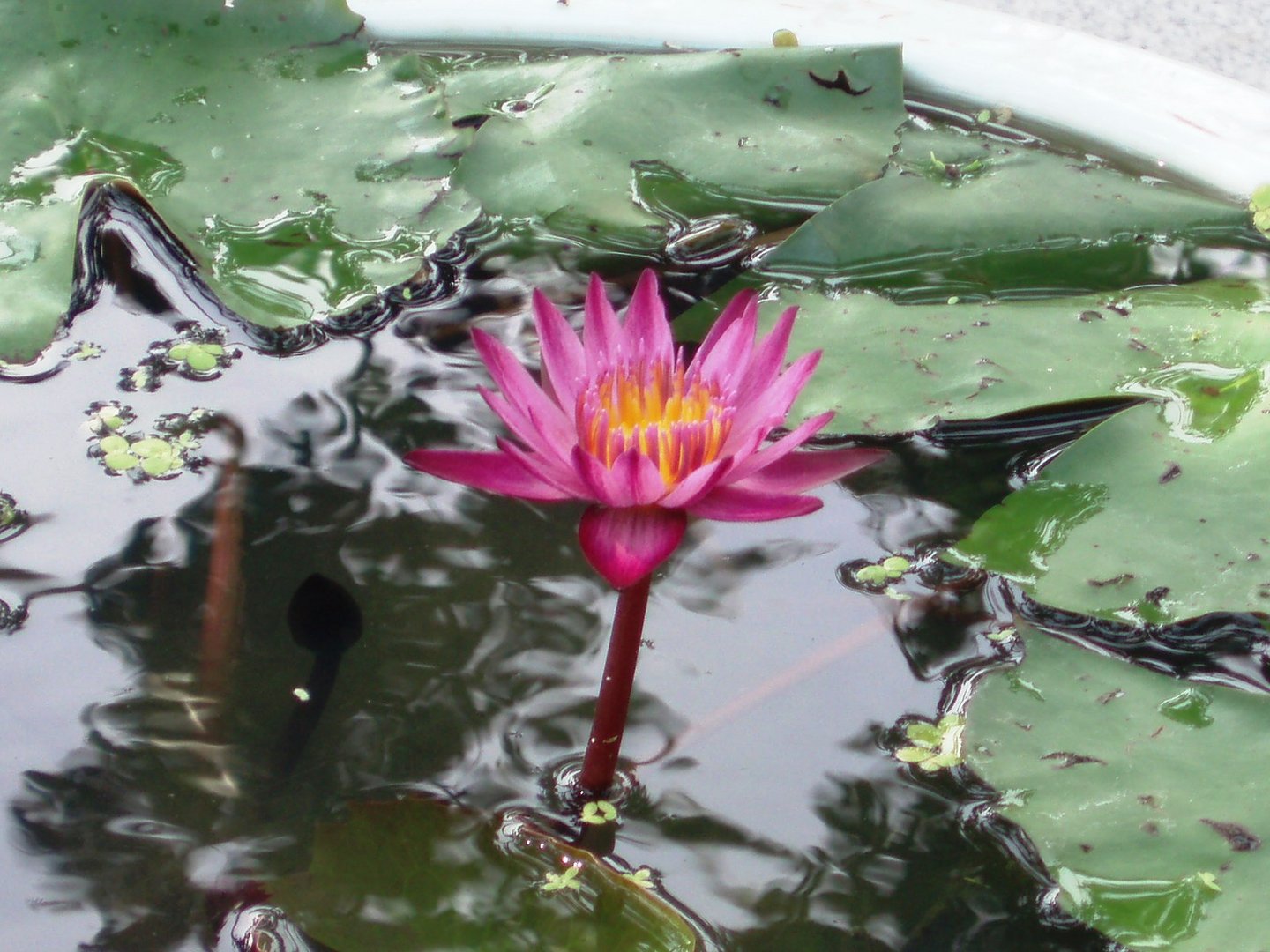 Wasserblüte aus Thailand 2009