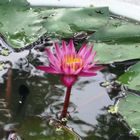 Wasserblüte aus Thailand 2009