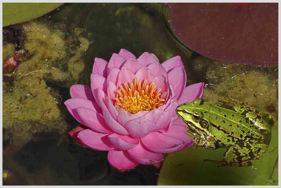 Wasserblüten