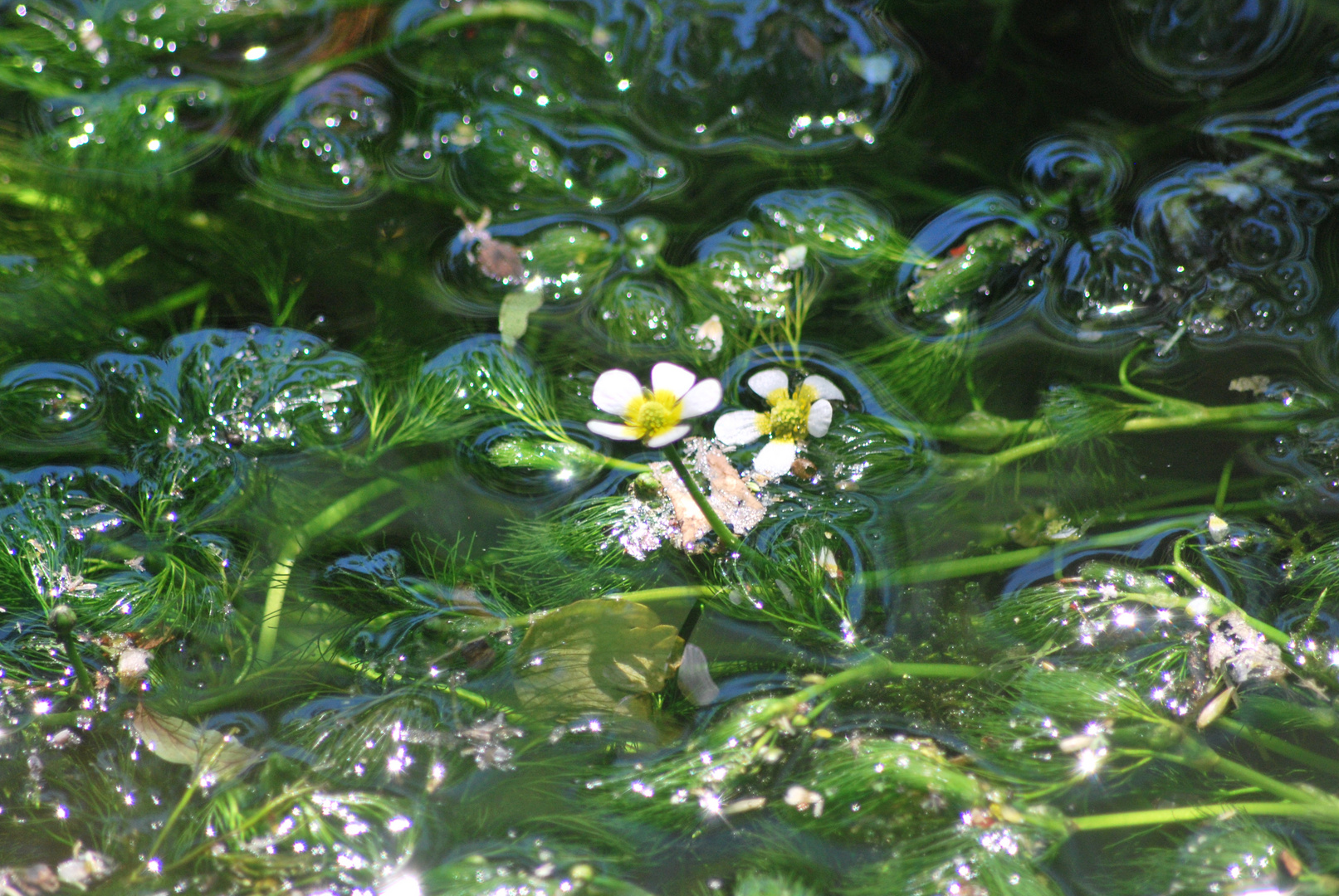 Wasserblüten