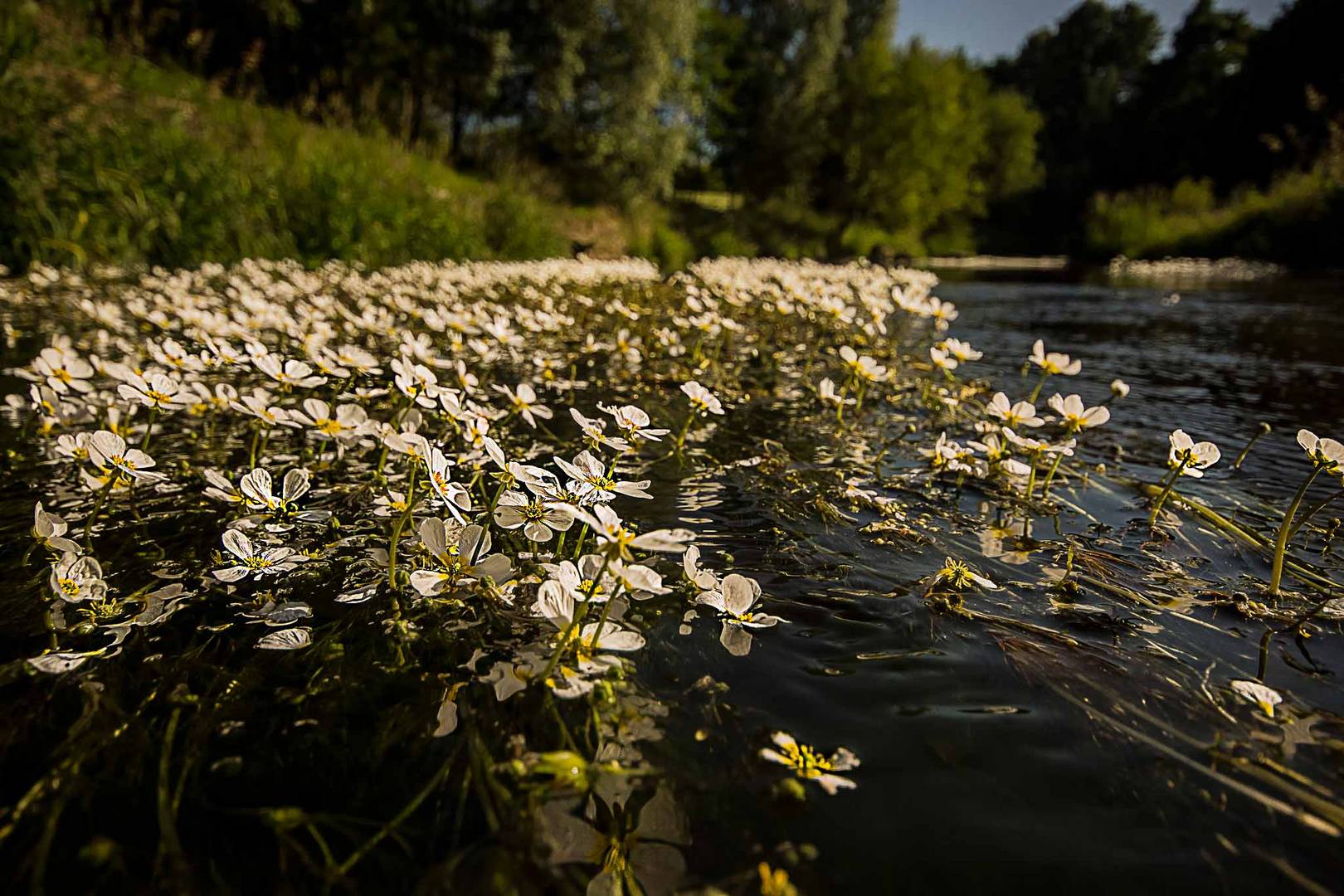 Wasserblütenband in der Spree