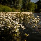 Wasserblütenband in der Spree