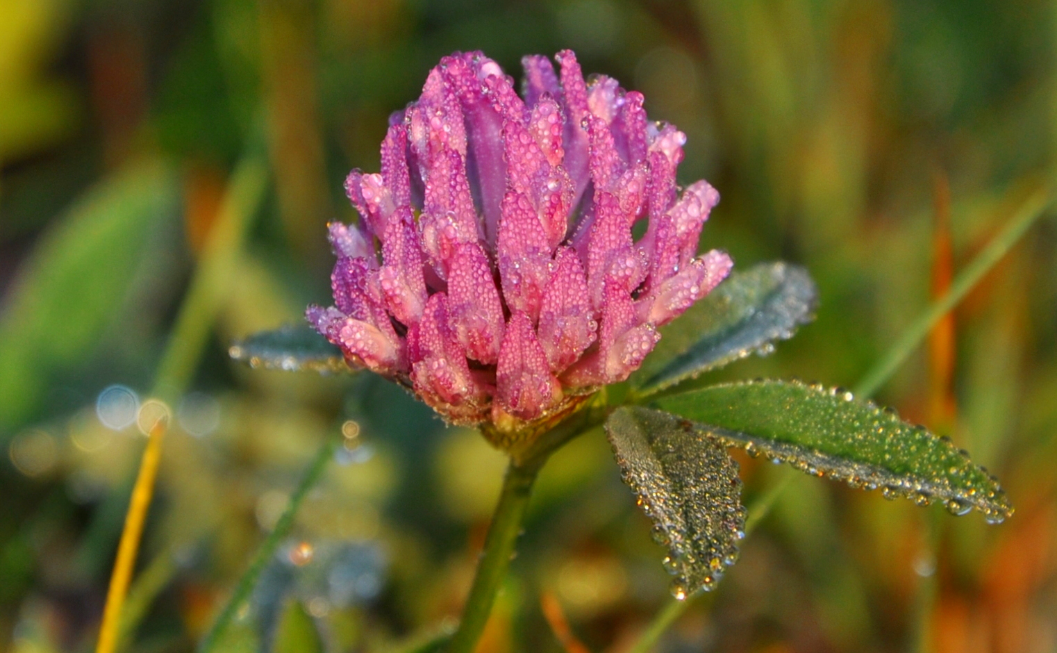 .Wasserblume.