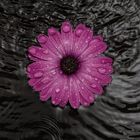 Wasserblume 1