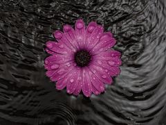 Wasserblume 1