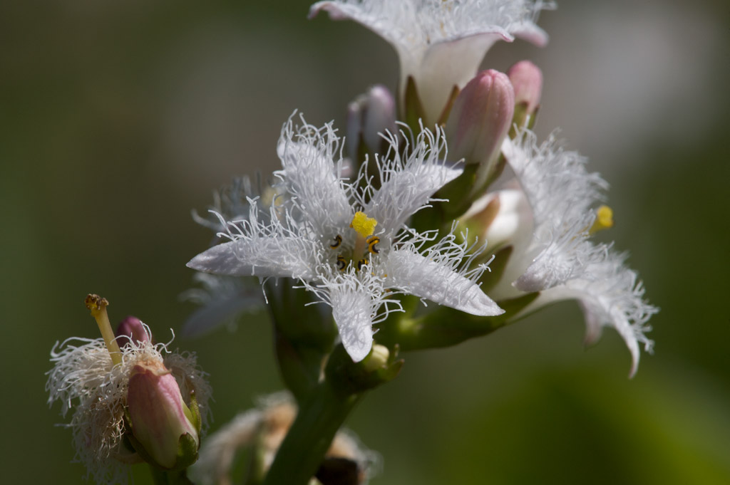 Wasserblume