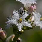 Wasserblume