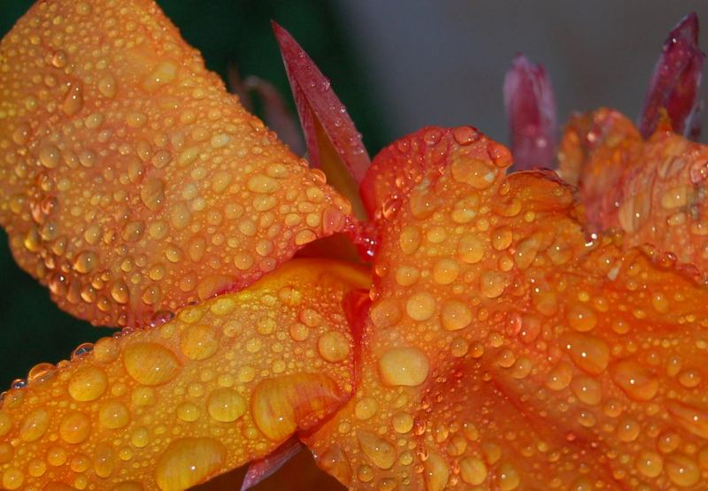 Wasserblume