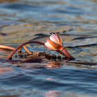 Wasserblume