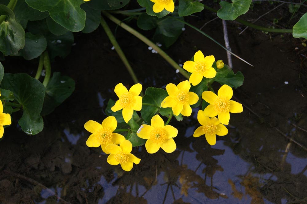 Wasserblume