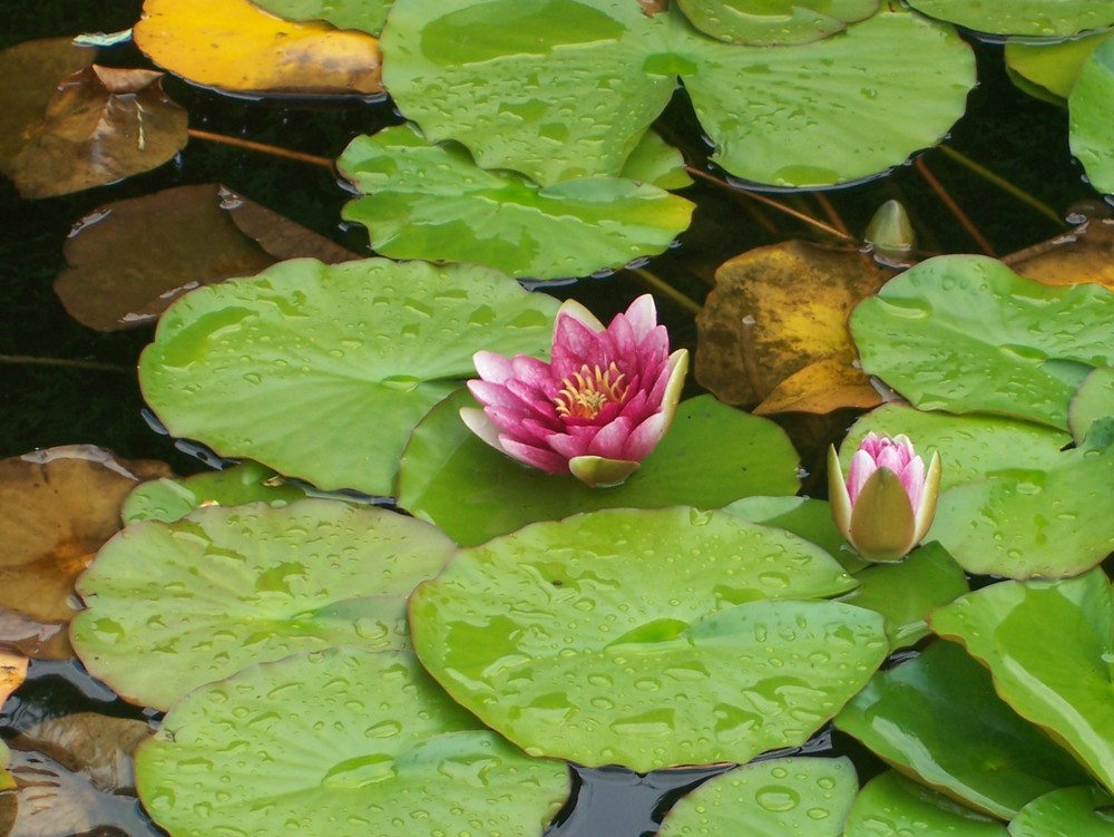 Wasserblume