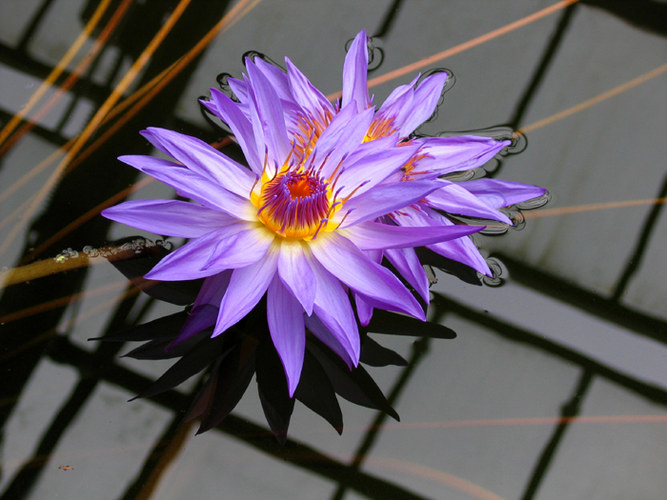 Wasserblume m. Spiegelung