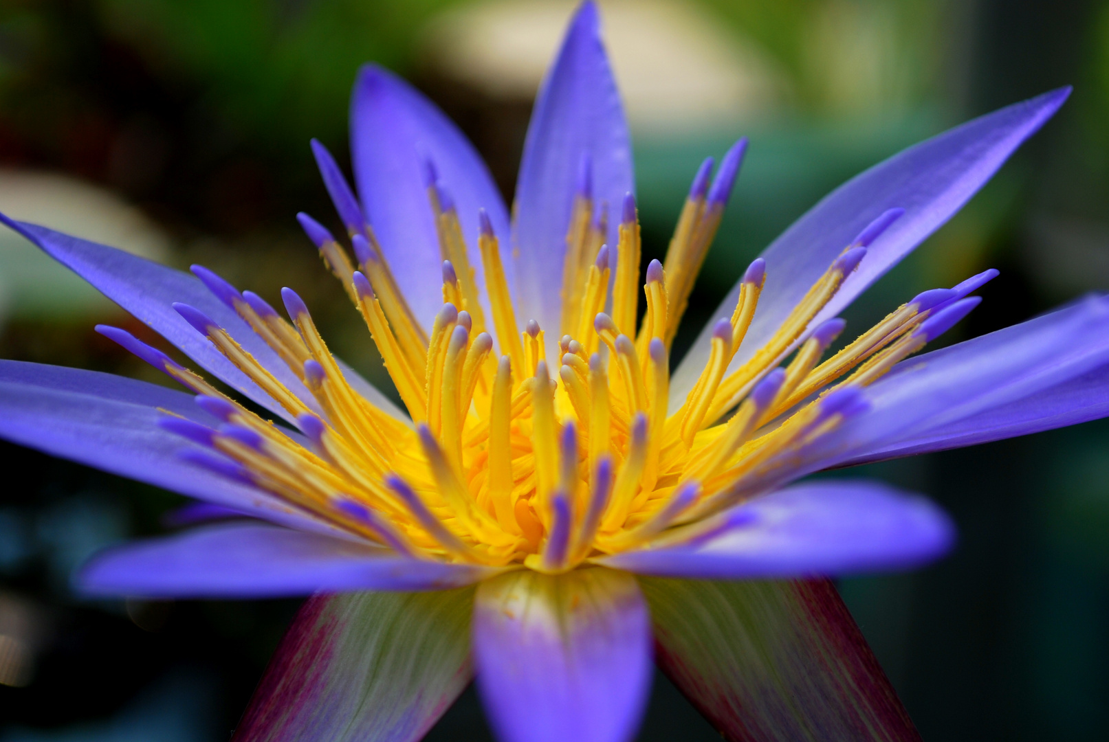 Wasserblume - Wodny kwiat