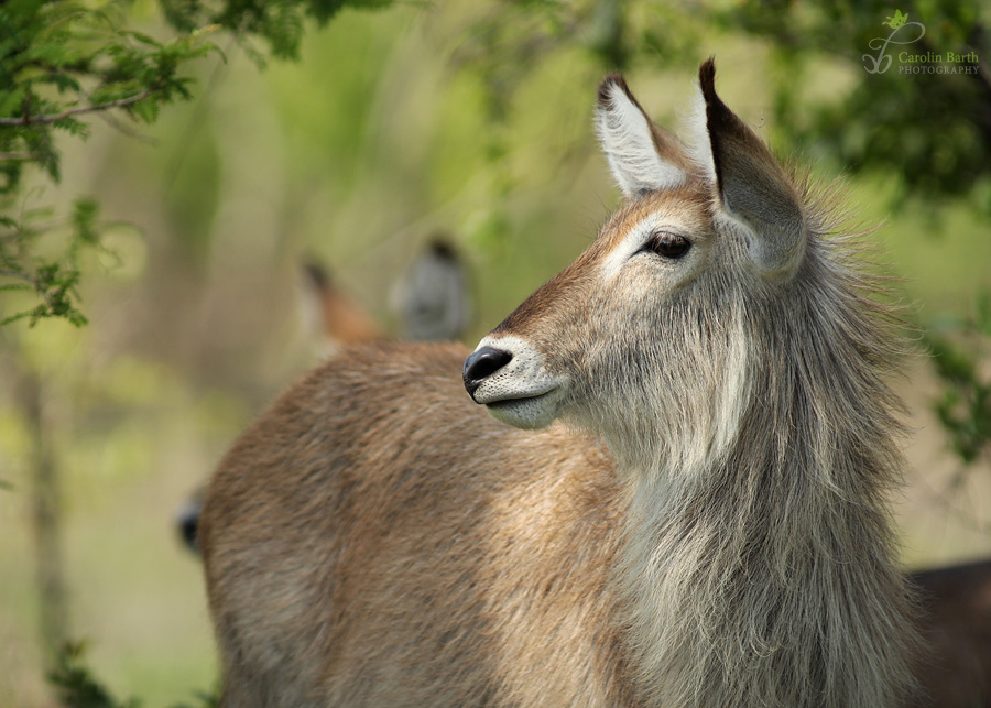 Wasserbock