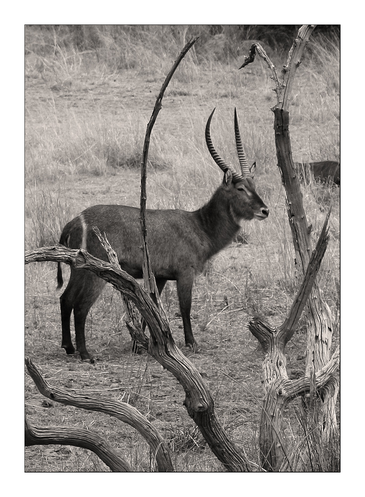 Wasserbock...