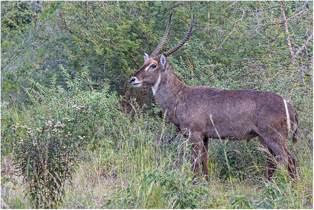 Wasserbock