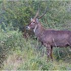 Wasserbock