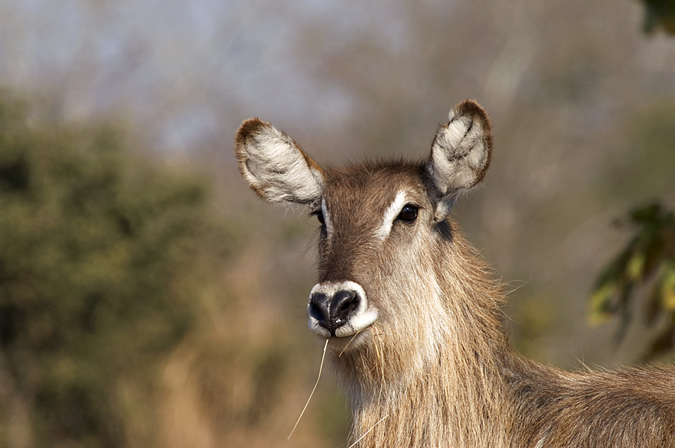 Wasserbock