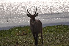 Wasserbock