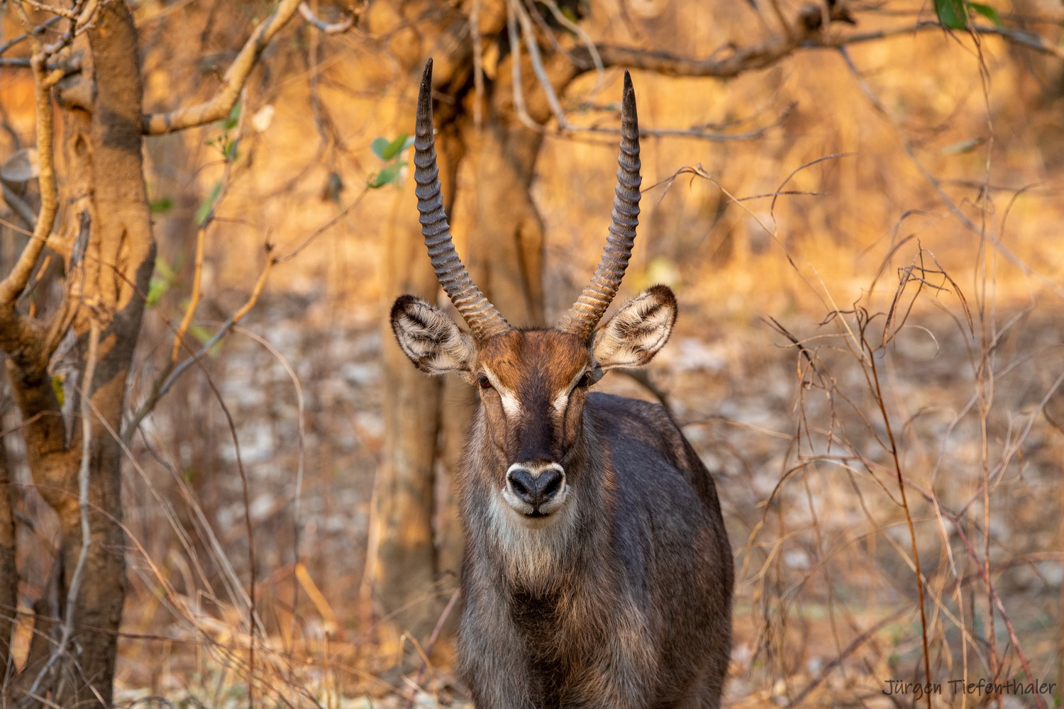 Wasserbock