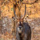 Wasserbock