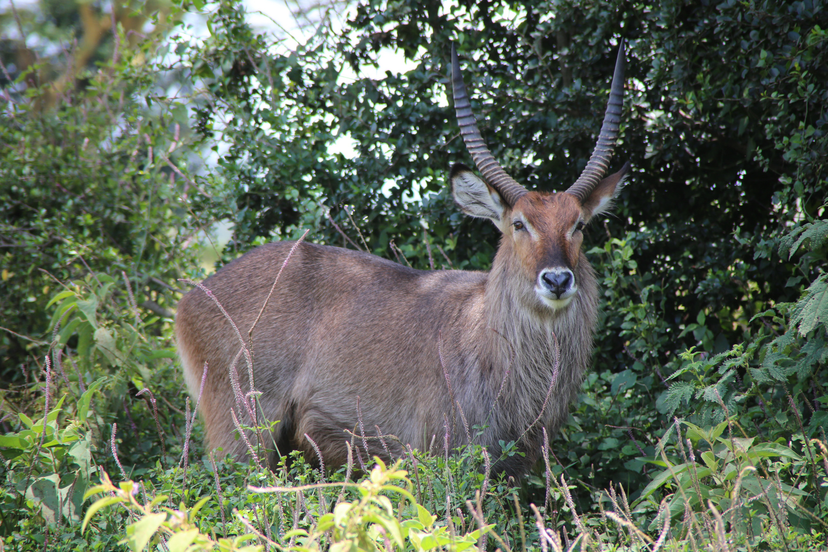 Wasserbock_