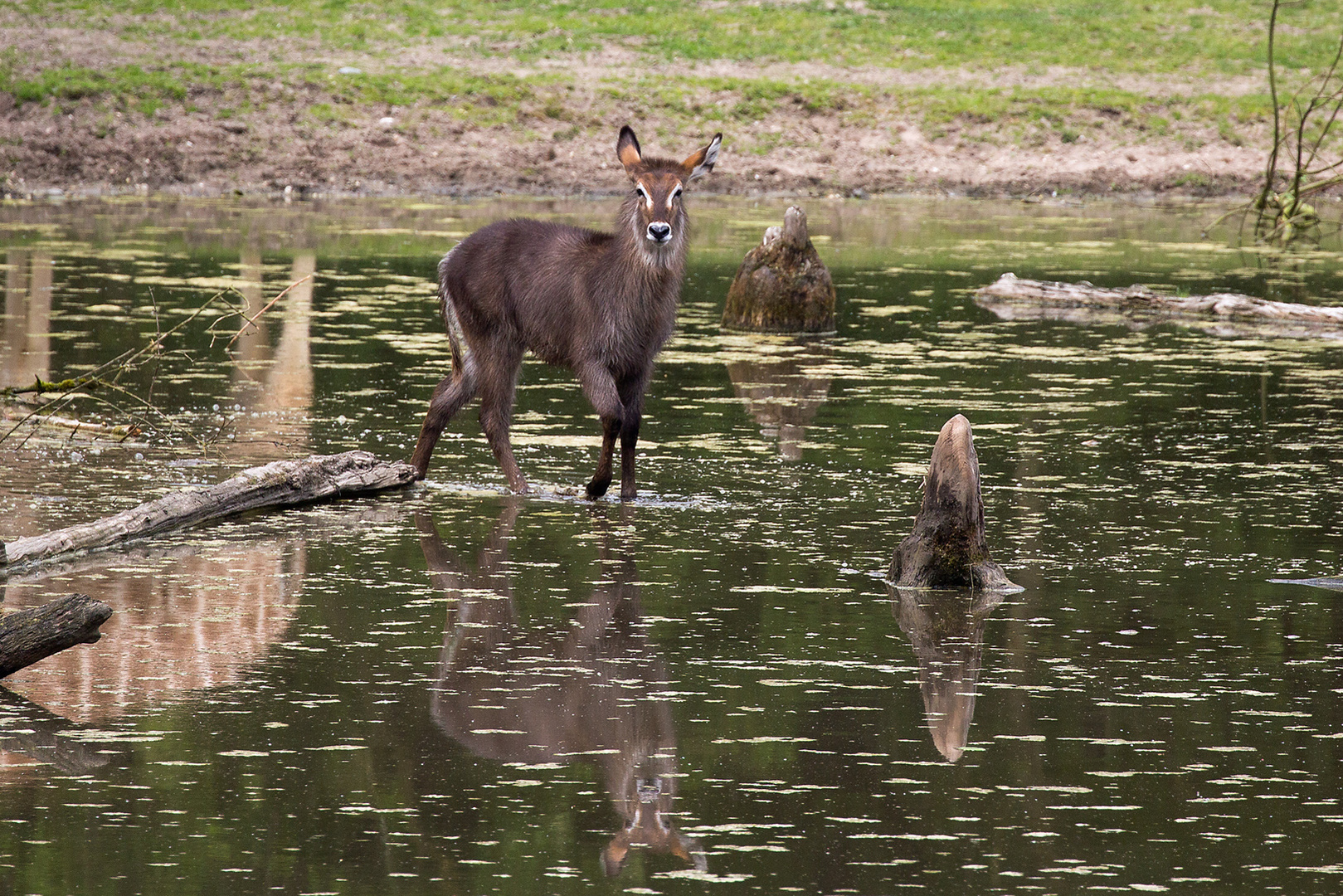 Wasserbock