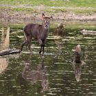 Wasserbock