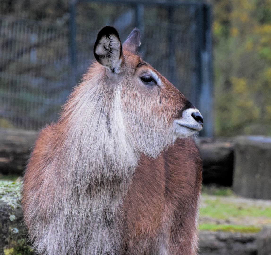 Wasserbock