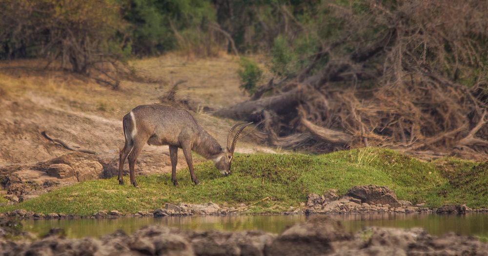 Wasserbock