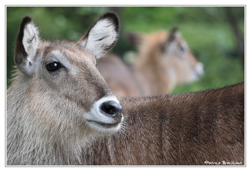 Wasserbock