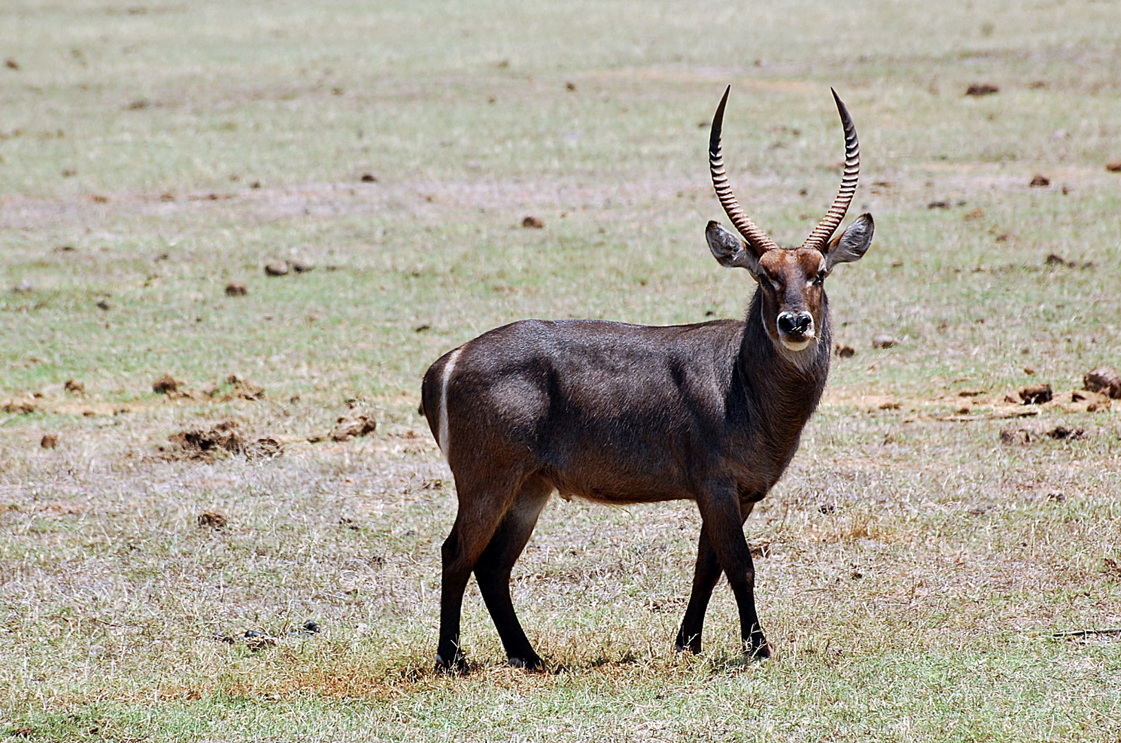 Wasserbock 