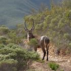 Wasserbock