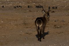 Wasserbock